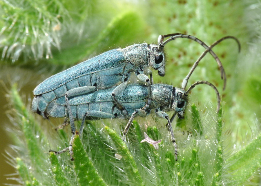 Da determinare: Opsilia coerulescens